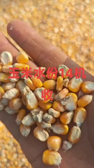 淮安黄玉米粒