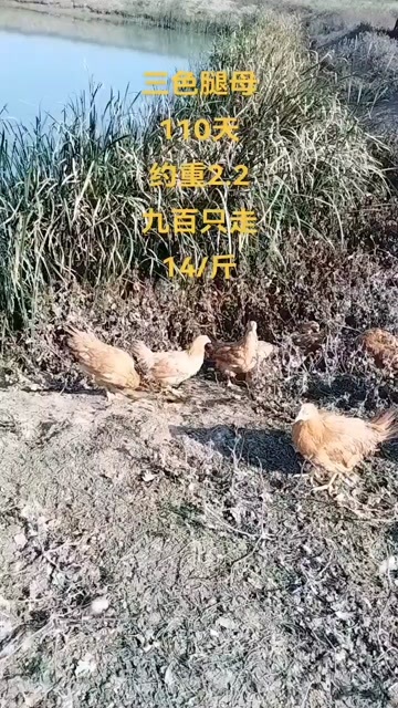 三色腿土鸡110天约重2斤2两