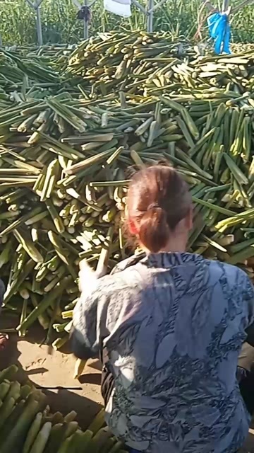 衢州电商茭白