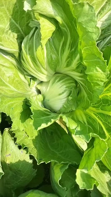 横州市芥菜芥胆大量上市了