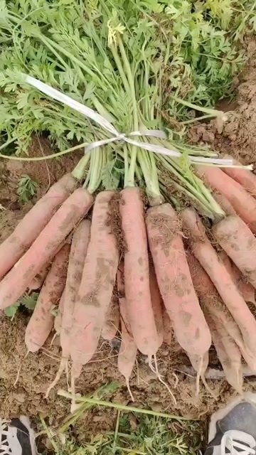 大荔县红皮萝卜