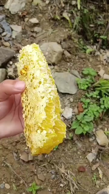 秀山重庆野生蜂蜜