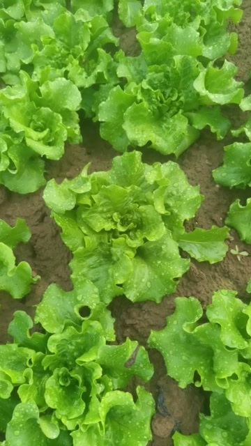 中牟县祥府营生菜，菠菜，香菜