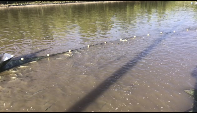 四川南充新鲜鲤鱼翘嘴鲌鱼现捕现发