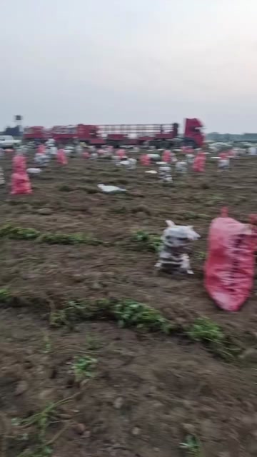 各种红薯大量产地货源。欢迎联系长期合作！