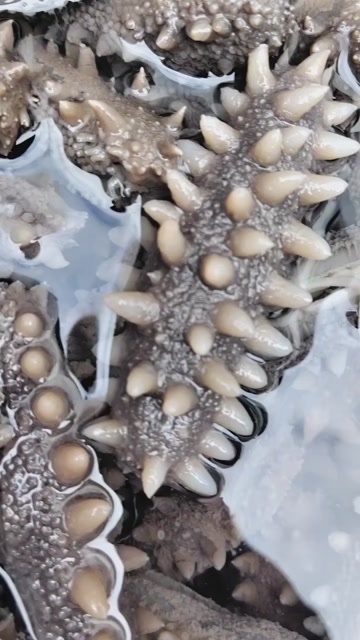 大连长海县深水即食出货/高口