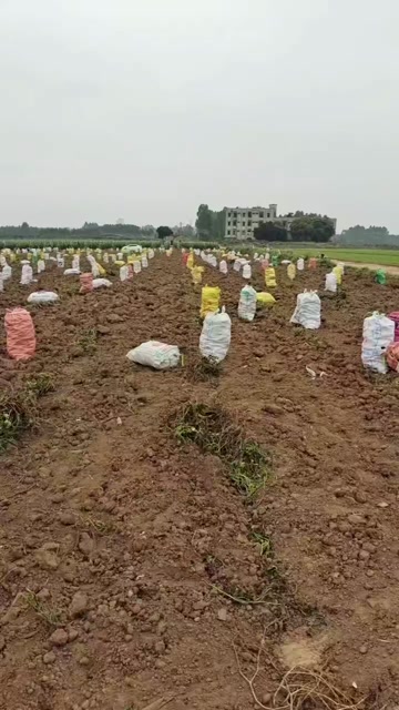 各种红薯大量产地货源。欢迎联系长期合作！