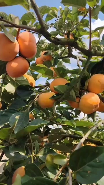 保山柿子