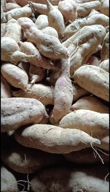 盐津县云南红薯特产。欢迎採购