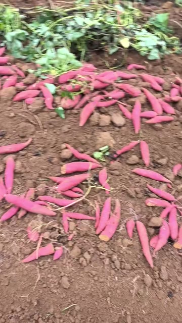 各种红薯大量产地货源。欢迎联系长期合作！