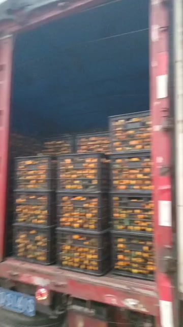 南丰县江西南丰密桔，密广大量上市香甜可口无渣无籽