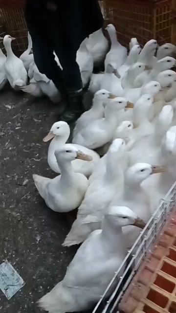 新干县白鸭