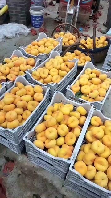 礼泉县蟠十一桃子大量现货需要价格便宜啊