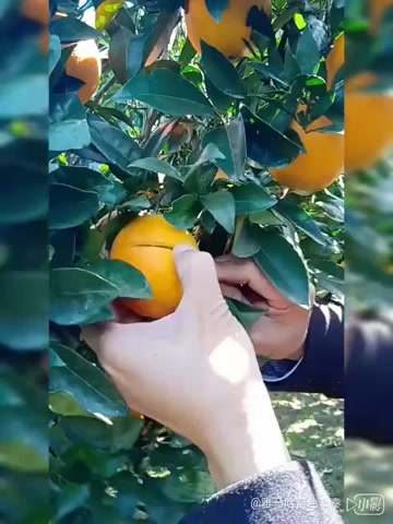 麻阳冰糖橙农民自种自销谢谢惠顾。