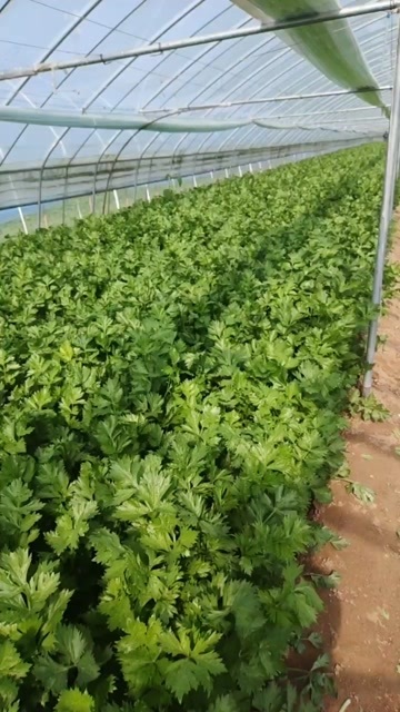 中牟县芹菜