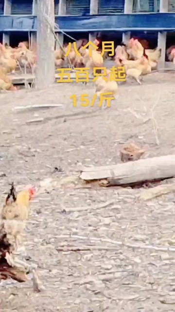 淮南草母240天约重4斤半黄油