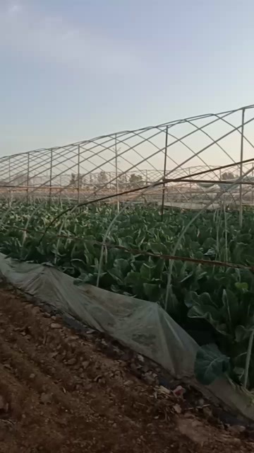 菏泽有机花菜，想要的老板联系我