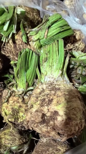 根芹食用根芹寿光现摘芹菜根