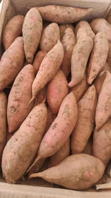 迁西县烟薯25、无虫眼长条瓜