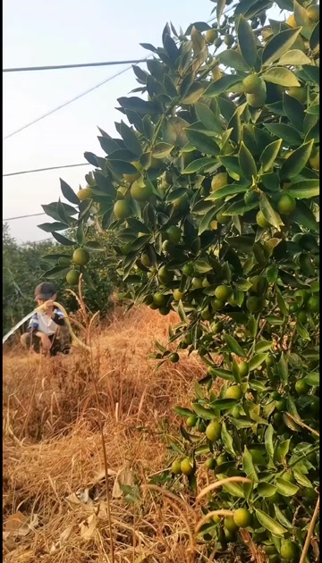 融安滑皮金桔   一手货源，现摘现发，品质有保障