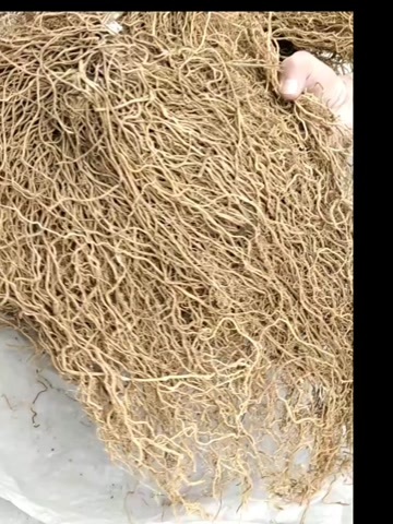 汉阴县大伸筋草，预购包邮