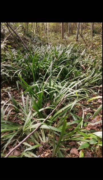沅陵县石菖蒲，沅陵出产，纯，人工采挖，无硫晒干