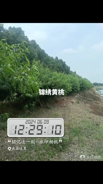 荆州三湖锦绣黄桃苗