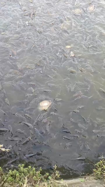 罗非鱼