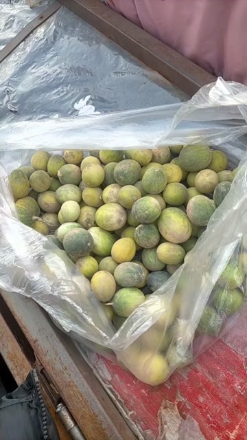 太康县河南马泡瓜