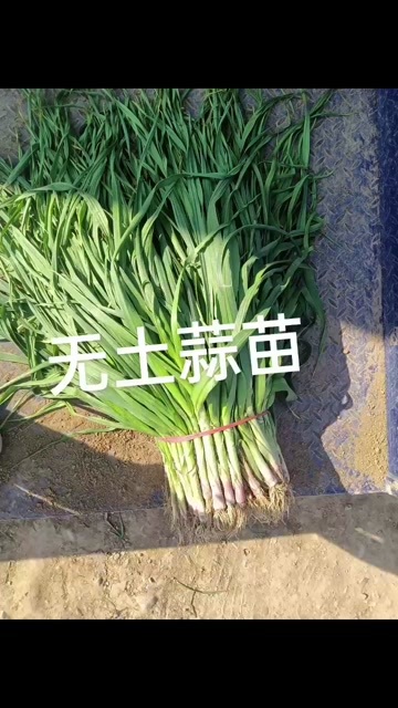 无土蒜苗