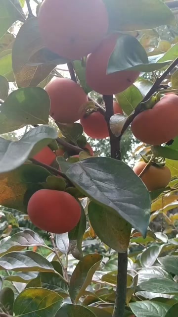 眉县阳丰脆柿子〈冷库果质棒棒哒