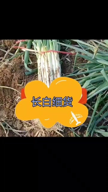 澄城县长白大葱细货，大葱产地直供，货源充足，质量好，