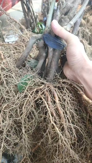周至县翠香猕猴桃苗