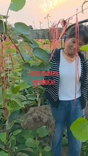 周至县翠香猕猴桃苗