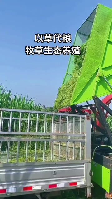 成都热研四号王草-青储，牛羊专用草料。