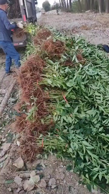 沭阳县高度80厘米连翘