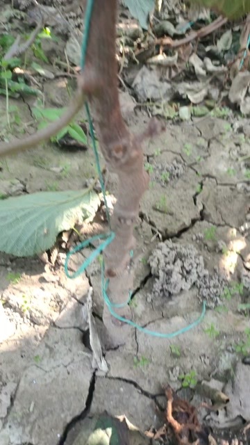 周至县翠香猕猴桃苗