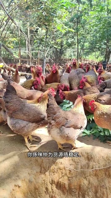 清远清远麻鸡130天：嫩滑多汁，肉质细腻，适合快速烹调，口感鲜美