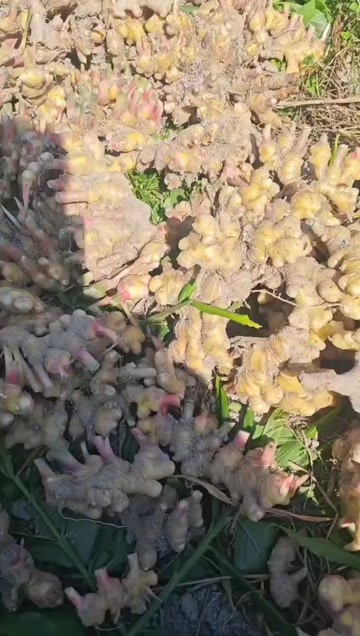 黎平县生姜，黄姜，二黄生姜，有几万斤，贵州高坡