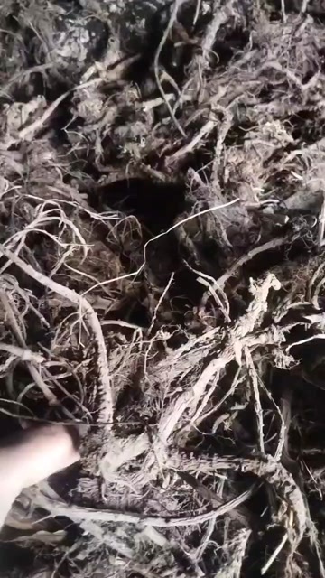 成都四川成都羌活中药 品质新鲜速发