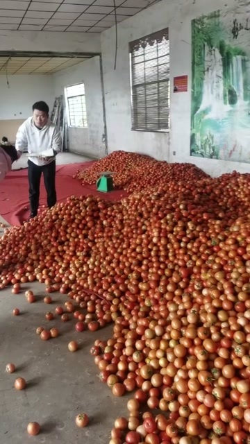 泸西县绿番茄