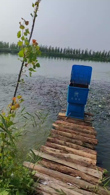 滕州市草鱼三斤左右