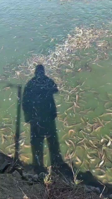 泥鳅15-18条/斤