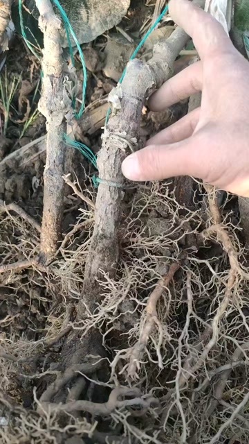 周至县猕猴桃苗
