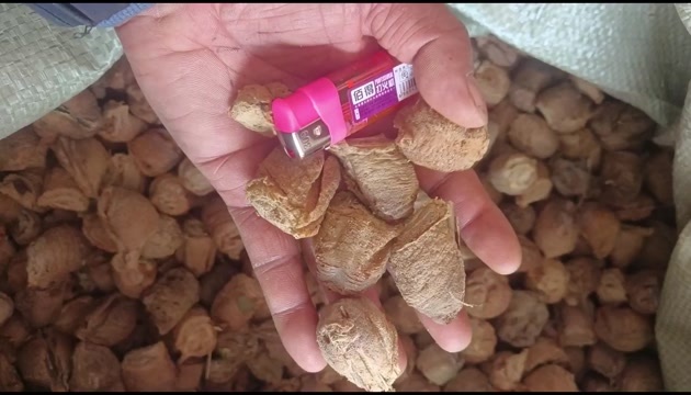 桑螵蛸 中药材 产地直供 一手的货源新鲜品质保障