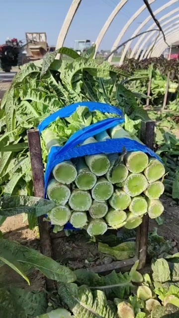 钟祥市湖北精品红叶莴笋大量供应中