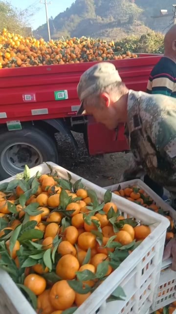 南丰县江西南丰密桔，密广己大量上市了，承接各种电商平台等装车打腊。