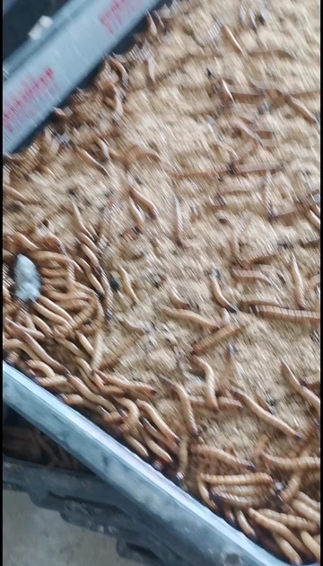 枣庄诚信天下阿奔家大麦虫专卖店