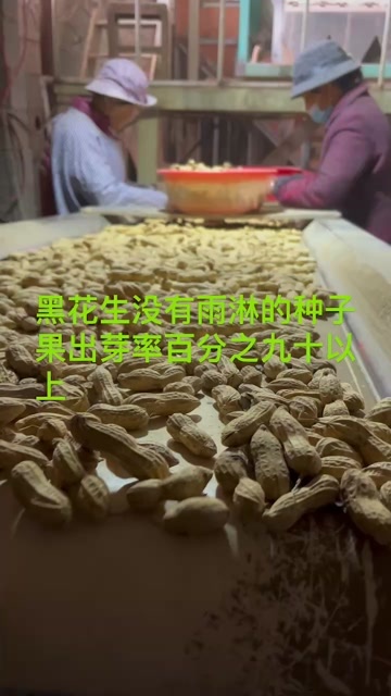 沂南县黑花生果粒粒饱满
