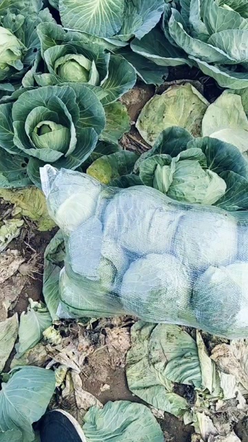 钟祥市精品甘蓝大量供应中